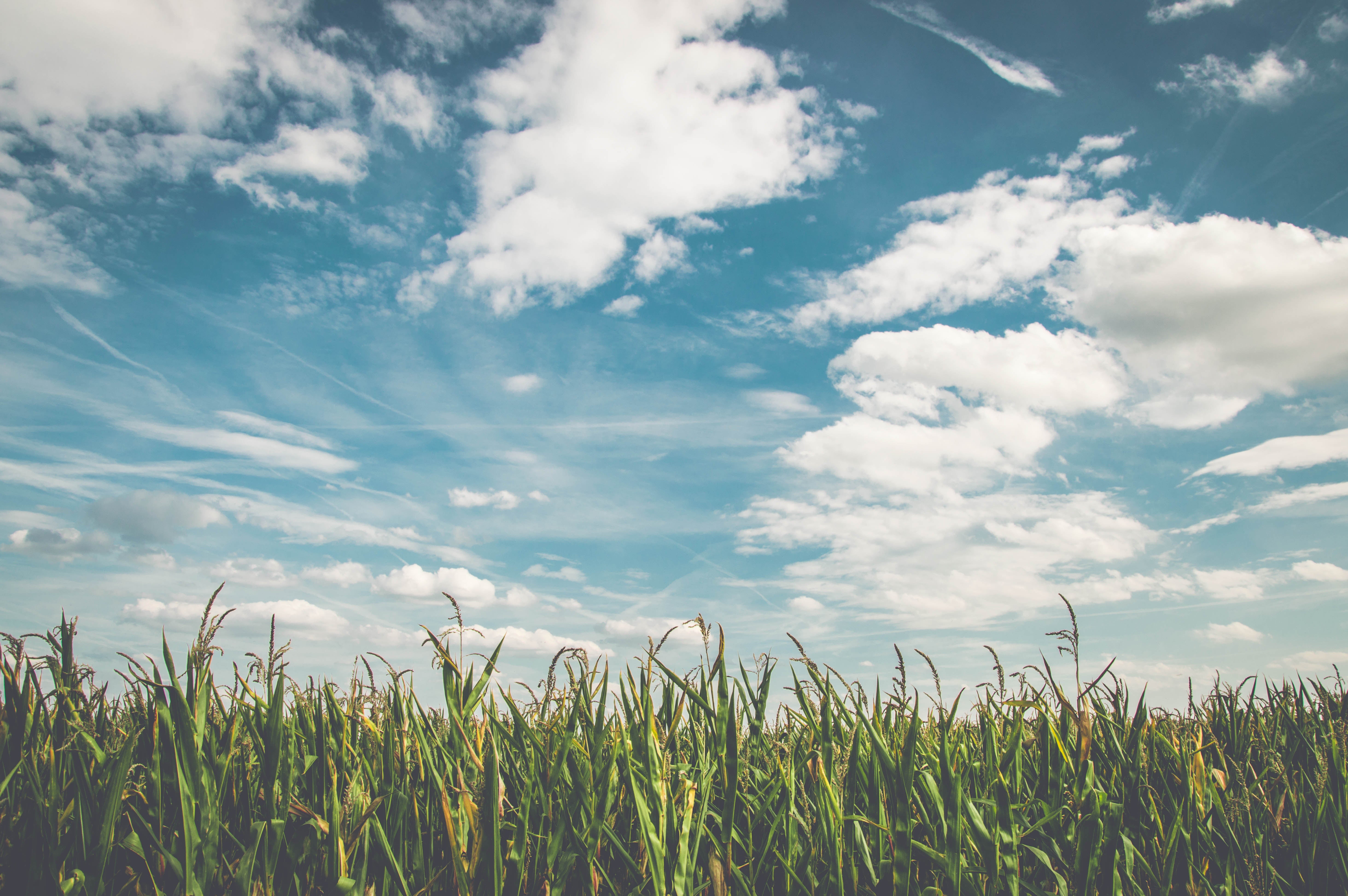 grass and sky (simple)