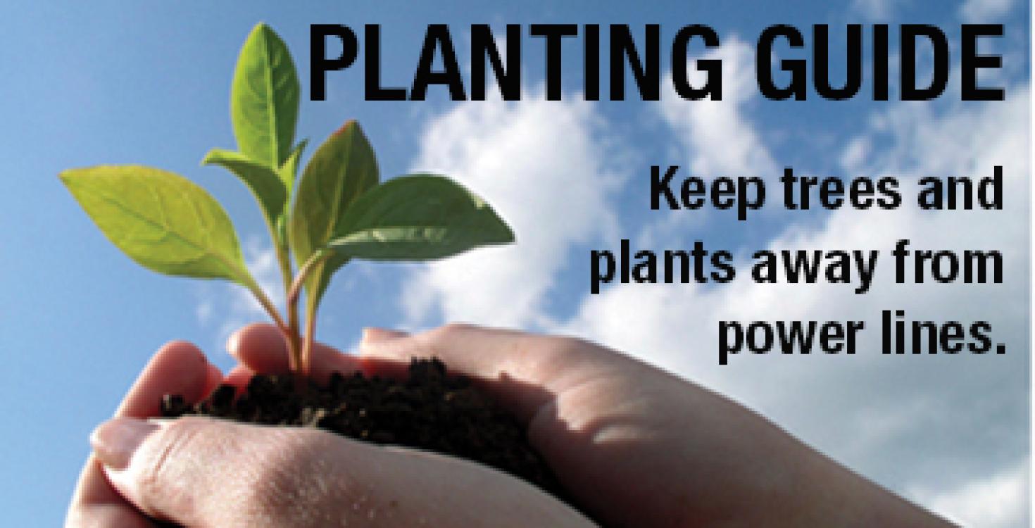 Keep trees and plants away from power lines for safety and reliable power